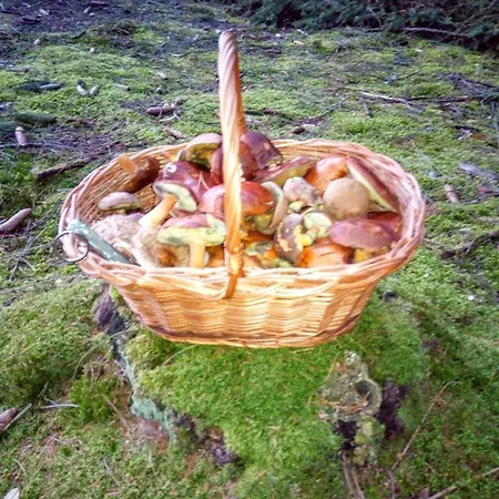 Dom wakacyjny Radim Radim (Jicin)